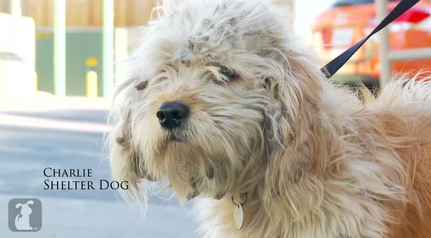 someecards's tweet photo. A homeless dog at a high-kill shelter was given an amazing makeover to try to get him adopted. http://t.co/0Zyja3WHOy http://t.co/hKDUeNPXvR