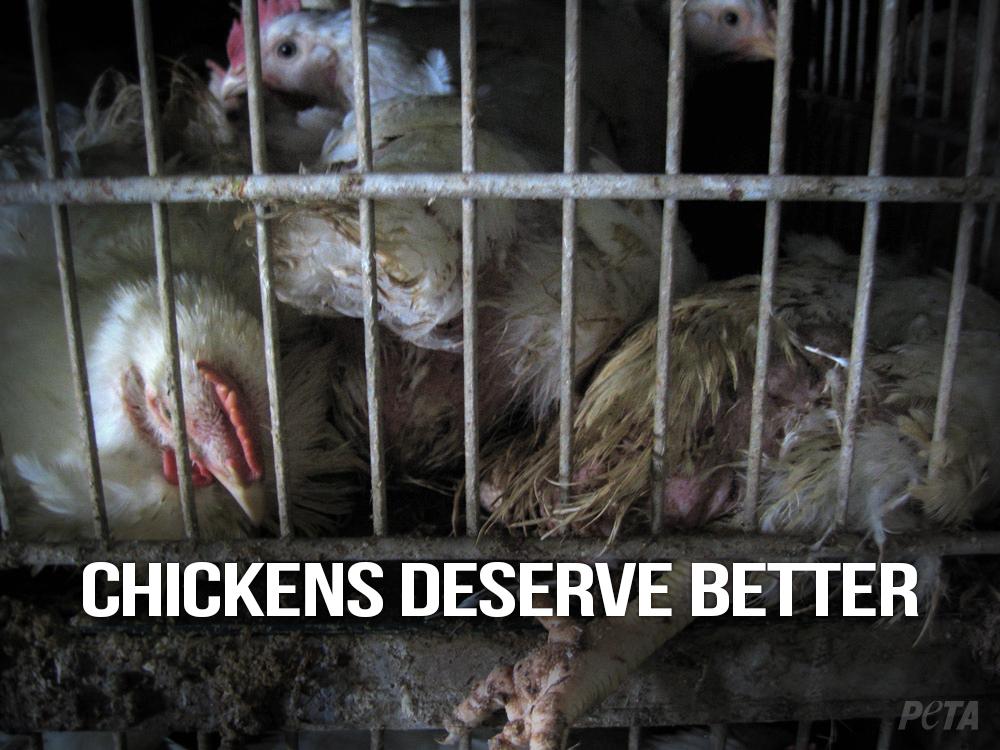 peta tweet picture