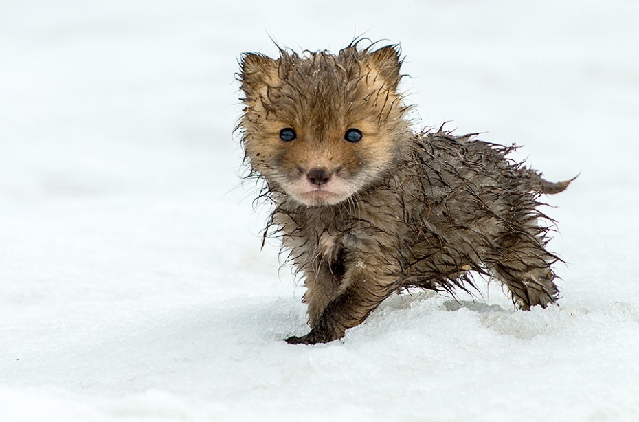 Protect_Wldlife's tweet photo. Can these Russian Red Foxes outfox climate change? http://t.co/zcRV7pHwUI via @onEarthMag http://t.co/UD971VlaNA