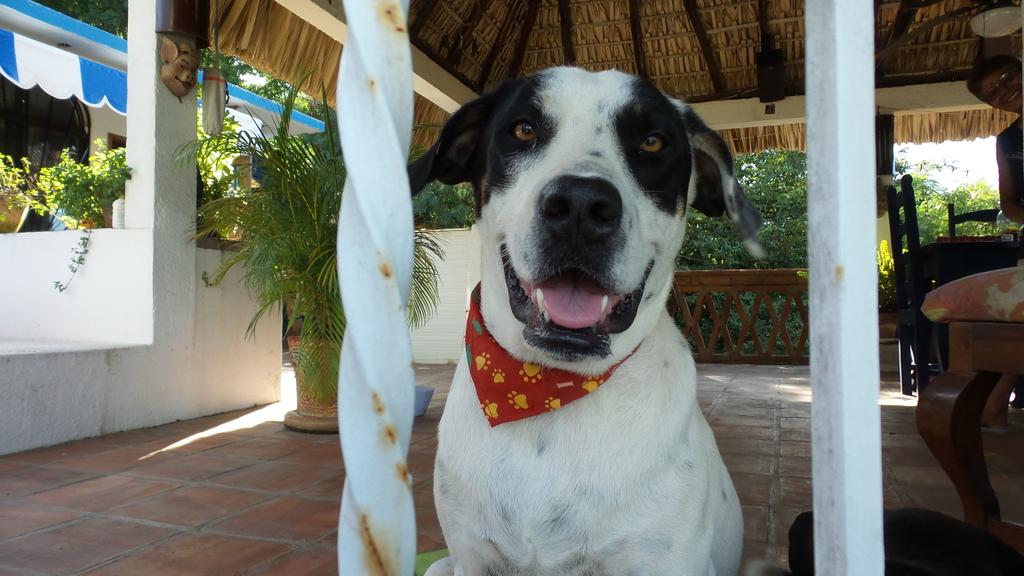 A favour to ask please any chance of a poem for a birthday card about happy Mexican dog Nelly? Gracias 