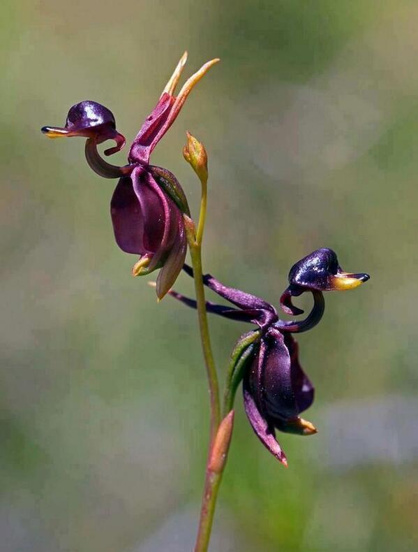 La orquídea pato volador originaria de Australia.