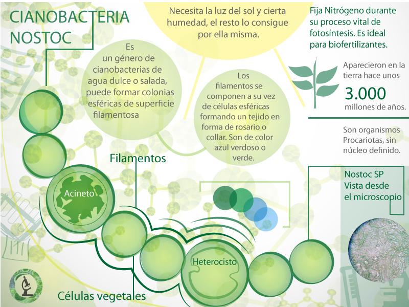 MicroalgasUC's tweet image. Saben qué es Nostoc Sp? Miren la #Infografía en microalgas.com.co microalgas.com.co/images/Nostoci…