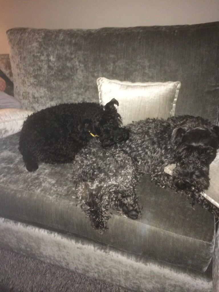 starryboy14's tweet photo. Bailey and Buddy my two Kerry blues don't want me to go to bed #staydaddy #couchlife #kerryblueterriers http://t.co/ojljdaEebV