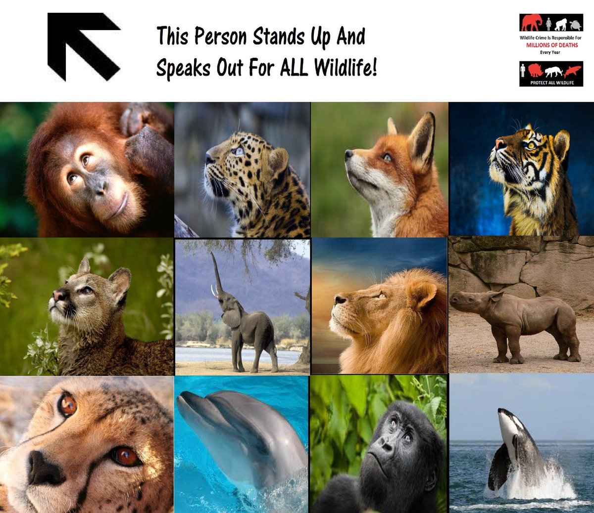 Protect_Wldlife's tweet photo. Is This You?? http://t.co/bUniTTr5lK