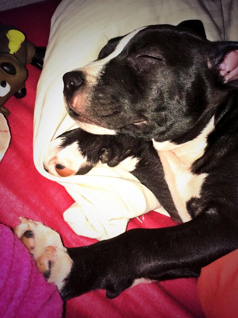 life4pitbulls's tweet photo. Dairon os desea dulces sueños desde el calor de un hogar!! Te das cuenta lo importante que son las acogidas? http://t.co/SAHJupPkp8