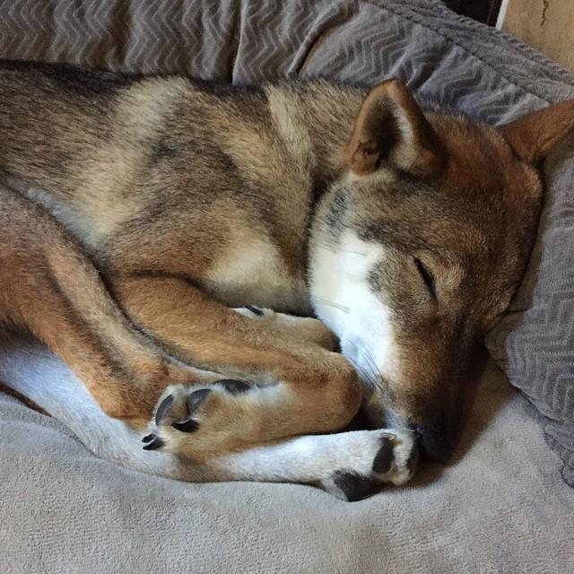 NyxPup's tweet photo. Practicing for post turkey-day food coma. http://t.co/mM473GmMzb http://t.co/ryebNAG6sZ