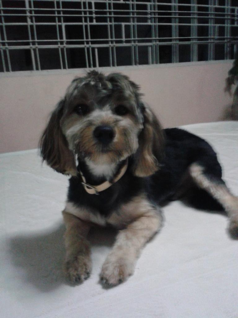 lisetpe's tweet photo. "@trafficLARA Me pueden ayudar encontrar mi perrito ultima vez visto en la av 20 esq calle 15 a las 6:00pm http://t.co/tX9HAOhnhn #Lara"
