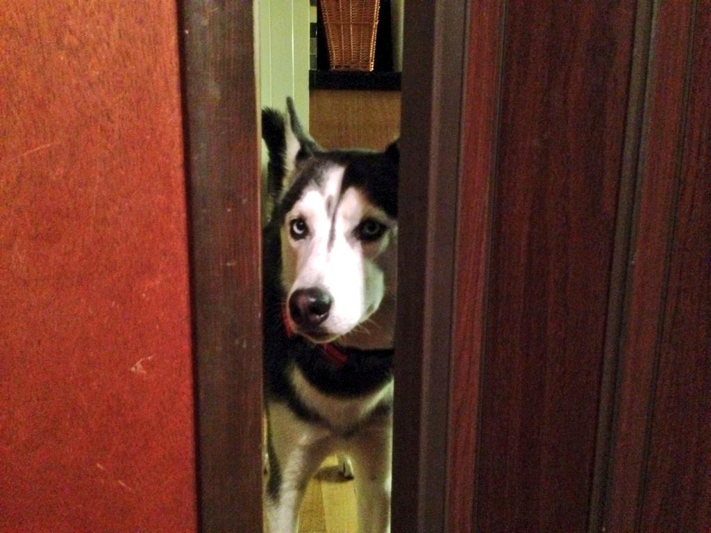milesthehusky's tweet photo. I'm not bothering you right? Ok, good. #HuskyBehavior http://t.co/D2Kw0GtrCC