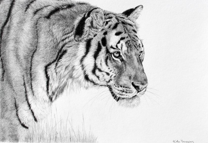 KateJenveyArt's tweet photo. I will be teaching #animal portraits in #pencil at #BenallaArtGallery this Thursday 2-4pm http://t.co/DAQp5cIM8W