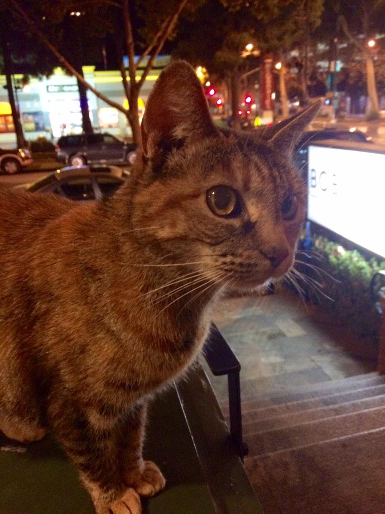BobaBarSJ's tweet photo. It's #MilkTeaMonday! Stop by and get your drink on and say hi to #CarneTheCat! #BobaBarSJ http://t.co/lMdDsTKy7Q