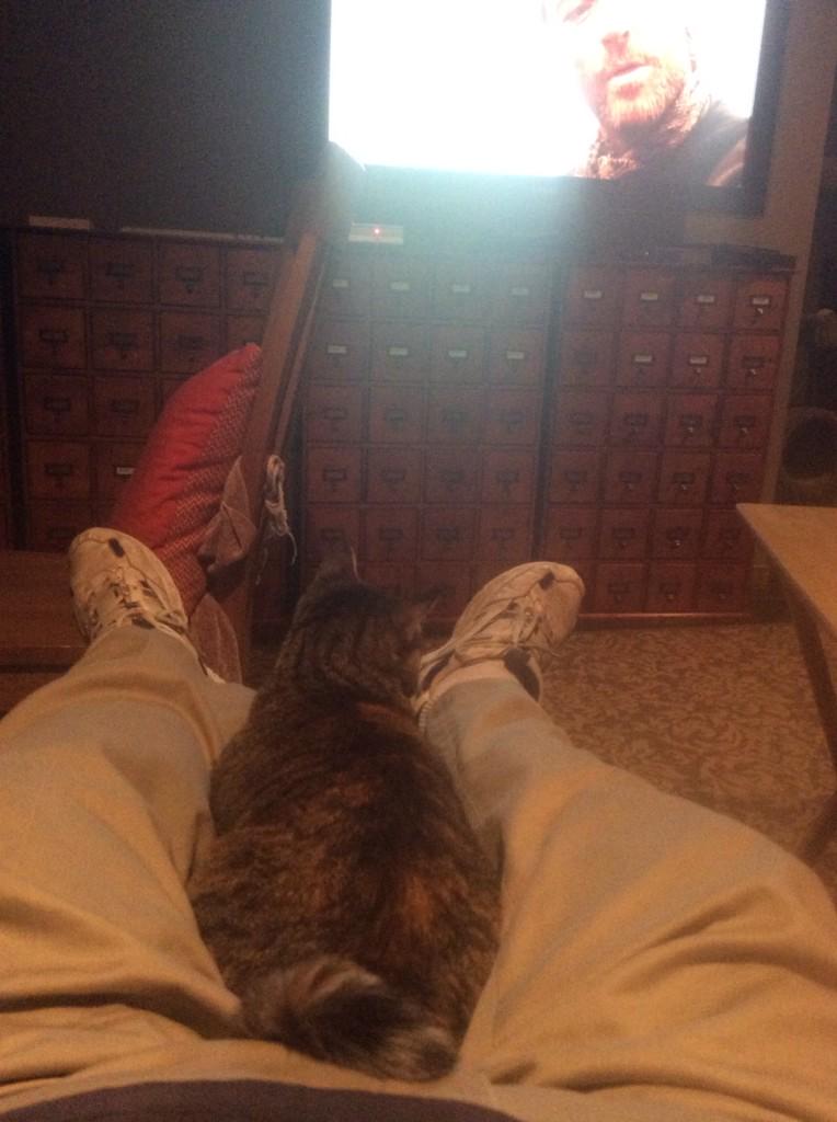 BillWillingham's tweet photo. The cat watching Game of Thrones with me. http://t.co/5kpo06y5qQ