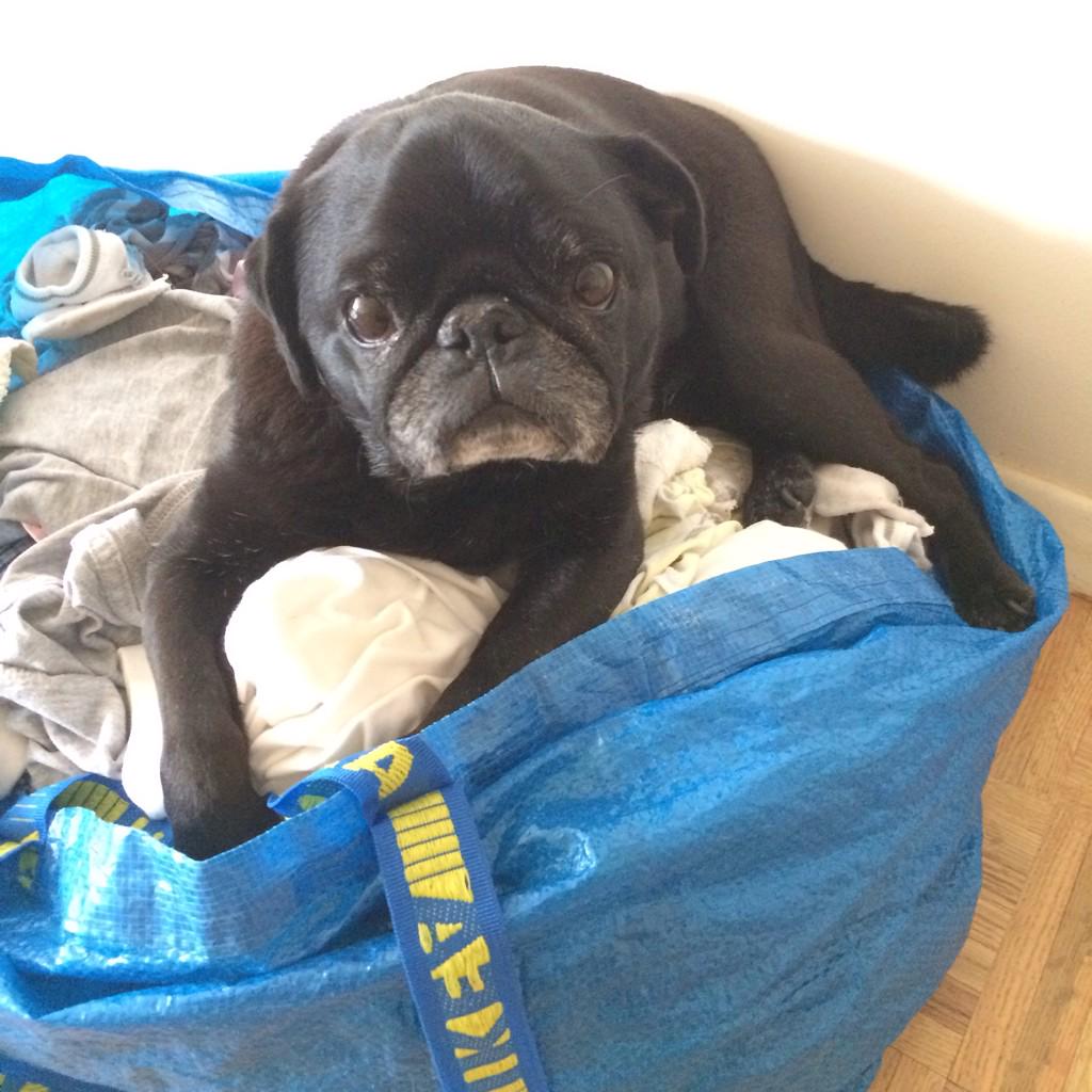 HamiltonPug's tweet photo. I love helping with the laundry. #puglife http://t.co/PmACgr5CPi