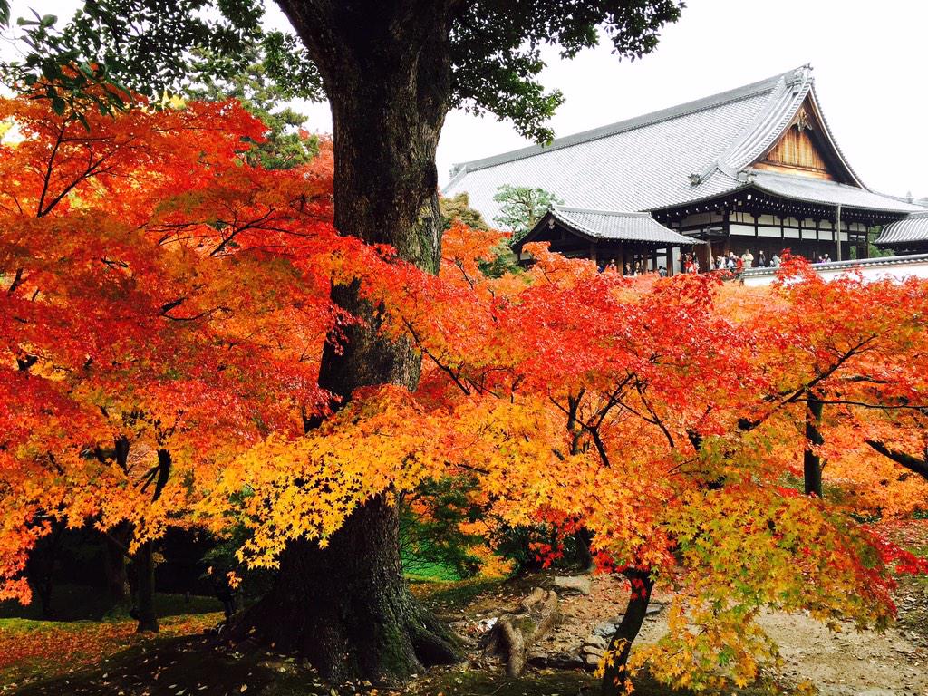 seiryuhan's tweet photo. THE☆王道！東福寺！ようやく秋満喫♪ http://t.co/mF0rFzUTsO