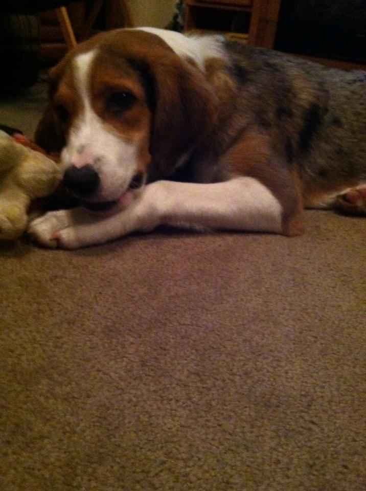 ChelseaBeavers's tweet photo. He is so spoiled! http://t.co/I6aqQ0i6eb