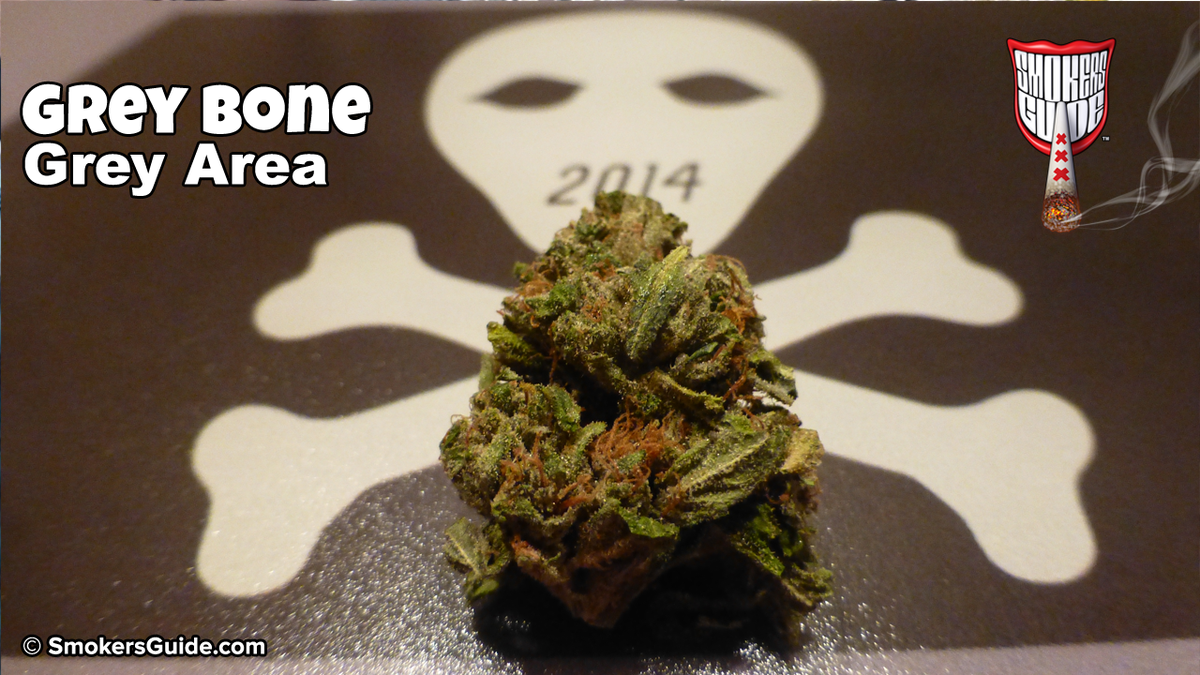 smokers_guide's tweet photo. @GreyArea420 has some of our FAV weed in town atm! #GreyBone is not to be messed with people! #CannabisCup #Amsterdam http://t.co/AHwvI8Df7E