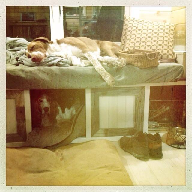 ourfirsttiny's tweet image. A basset hound den/bunk bed in a tiny house #gettingcozy #tinyhouse