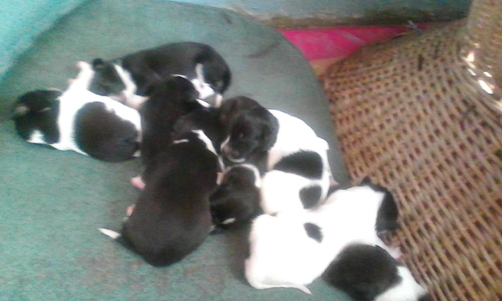 LoganSlow's tweet photo. Look what I found at our porch my babies.... So chubby... Creation is worth tweeting about.. http://t.co/JlMh63PVPp