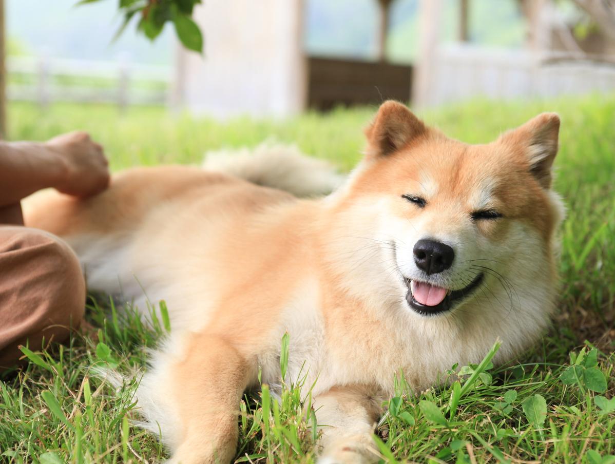 ぷんぷんのこと ありがとう犬ぷんぷん 谷川岳に登る いっぱい遊んで 飼い主と一緒ならうれしくて いつも寄り添ってくれて ありがとうぷんぷん Http T Co 8nvvev93ul 犬 動物画像 柴犬 Http T Co Q0af2bvwr8