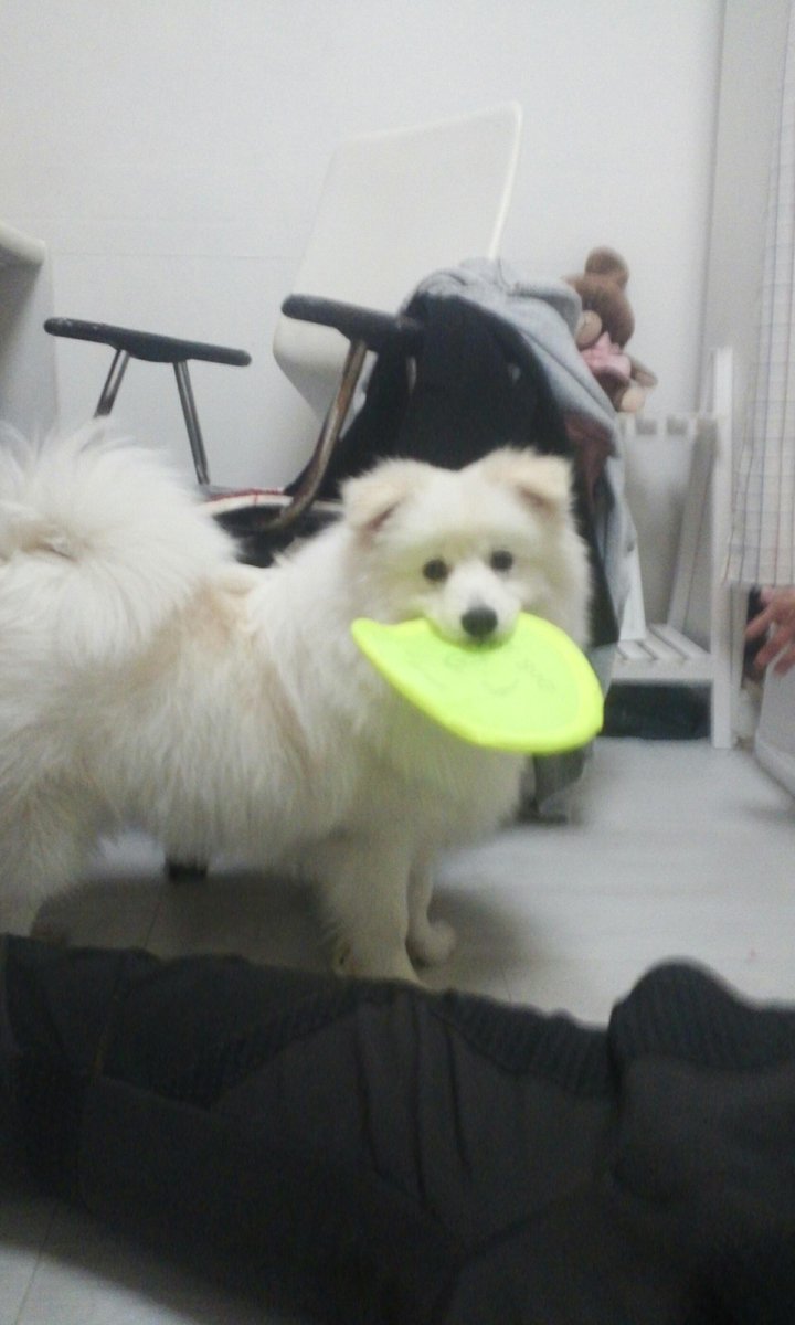 spitz_milk's tweet photo. 영화에서 프리스비 던지면 물어오던 개들은 CG가 틀림없다..ㅠㅜ http://t.co/o5ZAKrI31Q