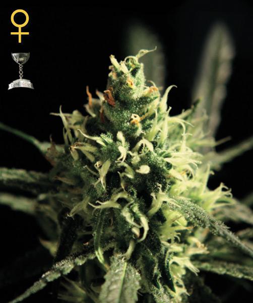 MarihuanaTOP10's tweet photo. Lemon Skunk, by Greenhouse. http://t.co/l8MakLmvyd