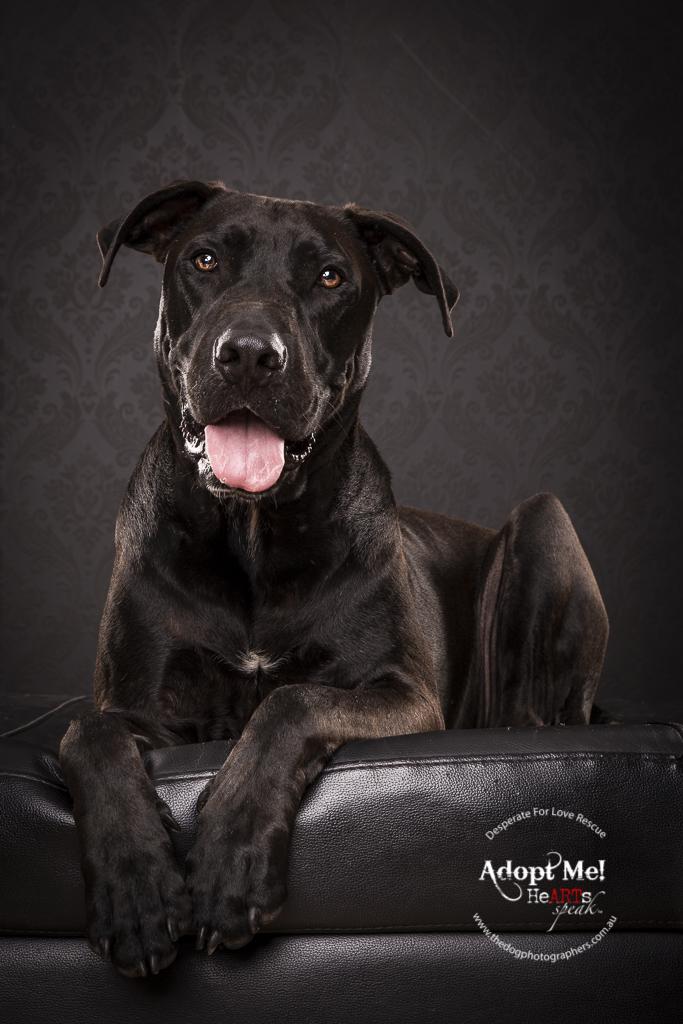 TheDogPhotog's tweet photo. Say hello to Dexter the Great Dane X http://t.co/fx8I2FvhfY