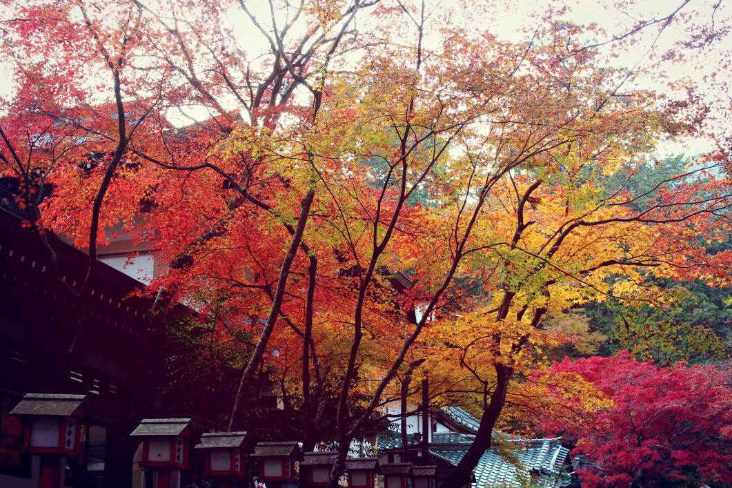 よしやす☞写真 tweet media