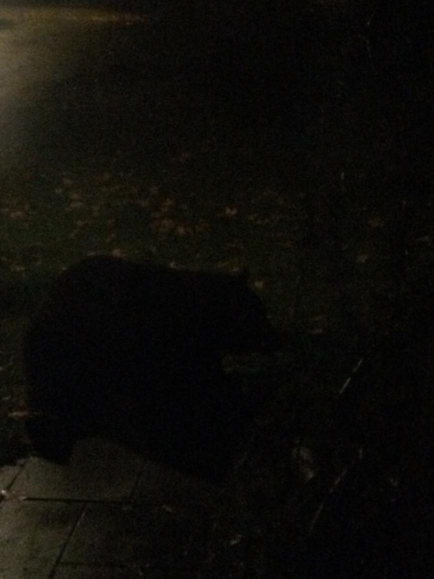 Providing bear a midnight snack courtesy of my bird feeder. <a href="/EllenPDollar/">Ellen Painter Dollar</a>
