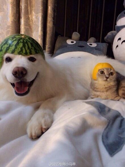 9GAG's tweet photo. Cuteness overload 😍😍 http://t.co/U74QFIjDq3
