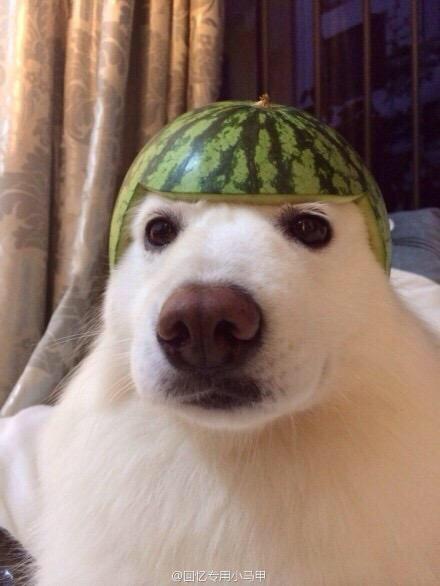 9GAG's tweet photo. Cuteness overload 😍😍 http://t.co/U74QFIjDq3
