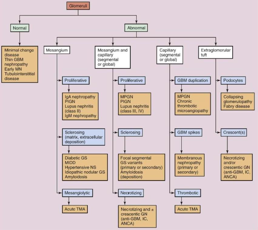Renal Biopsy 101: Algorithm on PATTERN OF GLOMERULAR INJURY (Pract Renal Path) #Nephpearls inkling.com/read/lager-pra…
