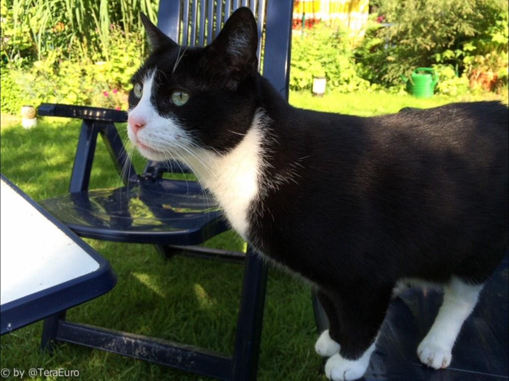 hugo4de's tweet photo. #nocatkill in 🇩🇪👍 @nocatkill @katzen_lobby @masterkillercat @Minister_Remmel @wznewsline cc @LidiaPhilema @Crispi66 http://t.co/4sRQdLwM8e