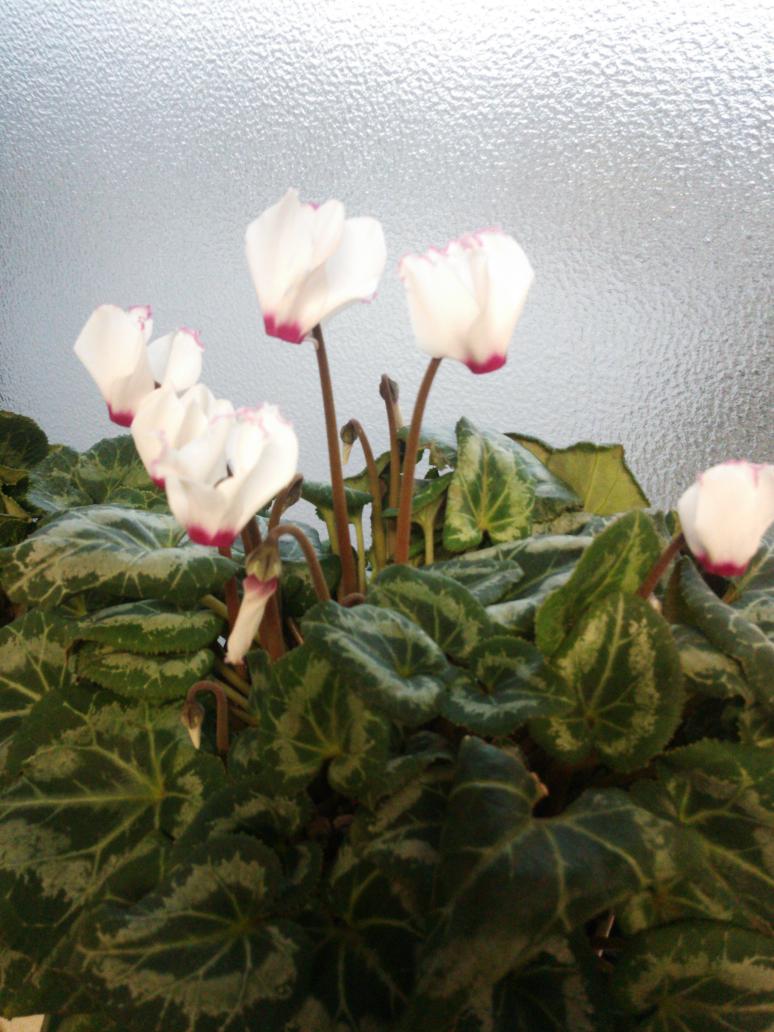 Runa シクラメンの花はやはり少し小さい 鉢を2倍の大きさにしたり 液肥を毎週あげてるけど 何かが足りないのかなぁ ミニバラも秋に剪定したのに どんどん伸びて 良いのか悪いのか又 花が咲き続けているf 冬に剪定しても大丈夫 Http T Co Zyaci6n6xj Runa シクラメンの花はやはり少し小さい 鉢を2倍の大きさにしたり 液肥を毎週あげてるけど 何かが足りないのかなぁ ミニバラも秋に剪定したのに どんどん伸びて 良いのか悪いのか又 花が咲き続けているf 冬に剪定しても大丈夫 Http T Co Zyaci6n6xj