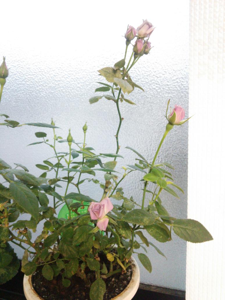 Runa シクラメンの花はやはり少し小さい 鉢を2倍の大きさにしたり 液肥を毎週あげてるけど 何かが足りないのかなぁ ミニバラも秋に剪定したのに どんどん伸びて 良いのか悪いのか又 花が咲き続けているf 冬に剪定しても大丈夫 Http T Co Zyaci6n6xj
