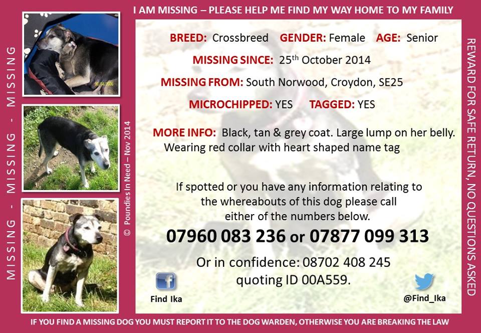 Find Ika tweet media