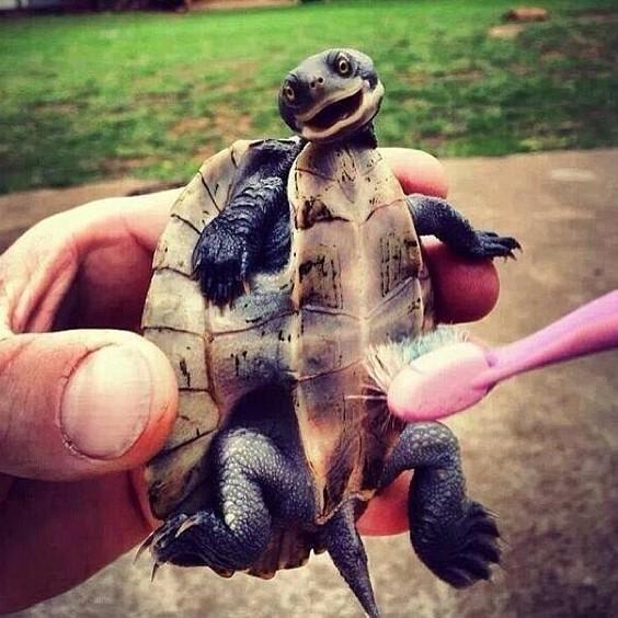 earthposts's tweet photo. I apologize if you've already seen a turtle getting tickled with a toothbrush today... http://t.co/vGJOSq4Ys2