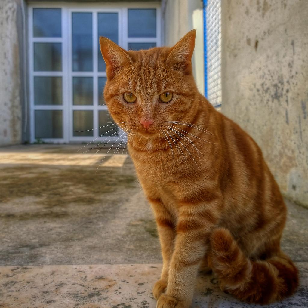 anapuzar's tweet photo. Somebody's cat ๐ฑ #prrrview #L1020 @nokia @Lumia @LumiaUS @LumiaUK @LumiaCEE @misangenius @Connects @NokiamobBlog http://t.co/FNRbHVIh5F