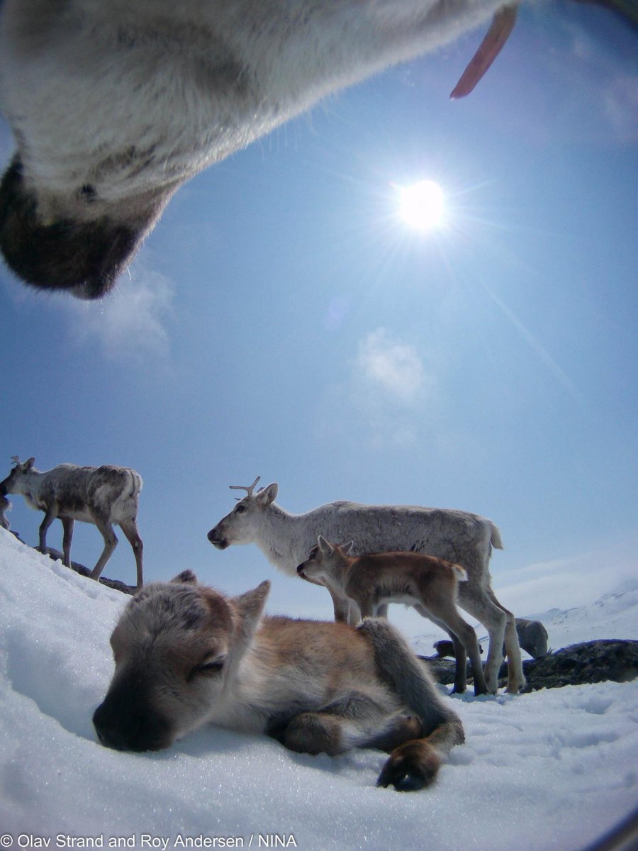 Have behavioural ecologists given up the search for the fundamental niche? ecography.org/blog/have-beha…