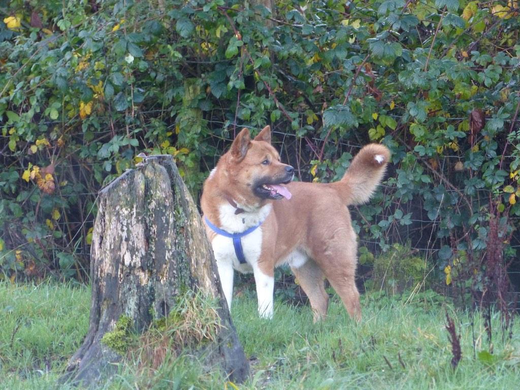 The_Animal_Team's tweet photo. Rusty has been given a reprieve he urgently needs #foreverhome #permanent 5yo no cats older kids @AkitaTrust #fabBoy http://t.co/AdlPJdUbbE