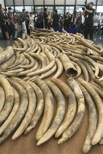 saveelephantss's tweet photo. awful photograph of how many elephants get killed for ivory each day http://t.co/Suraj5KHTW
