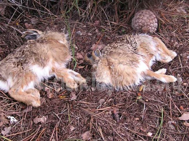 cienciaycaza's tweet photo. Detectan Virus Enfermedad Hemorrágico Vírica del #conejo en #liebres http://t.co/lTdvNj8xAC @Bernarcaza @Alvar0Mata http://t.co/YSaM0Cm5Db