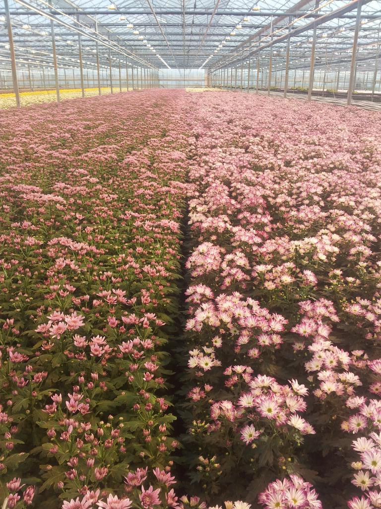 Anastasia tros, Bretagne &amp; Flamboya <a href="/Wicoflowers/">Wico Flowers</a>