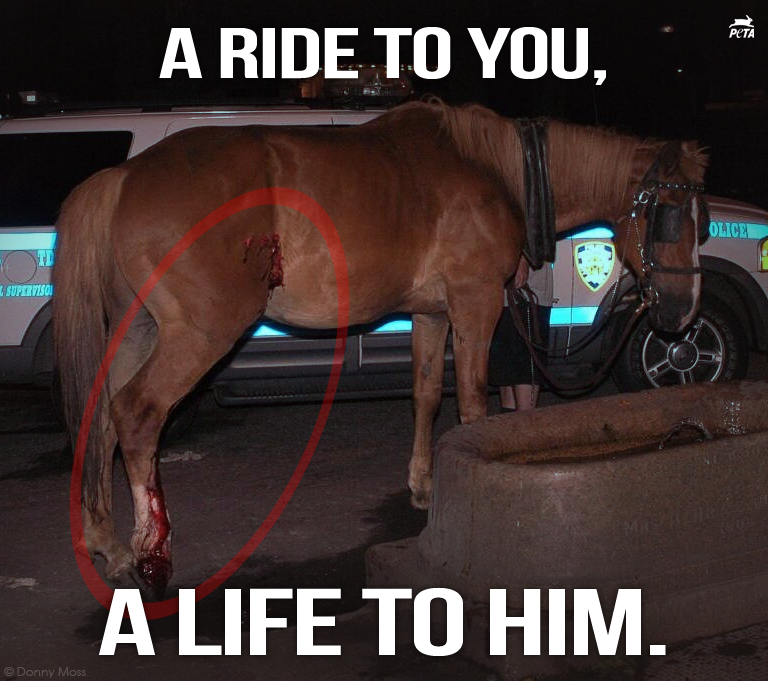 In what world is TORTURE romantic?

RT if u know it's time to #BanHorseCarriages!