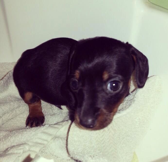 thinning_ice's tweet photo. And I get to meet this guy today. 6 weeks old and I'm picking him up for my mother today. #WeenieDogsRock http://t.co/B3SHp6M1N0