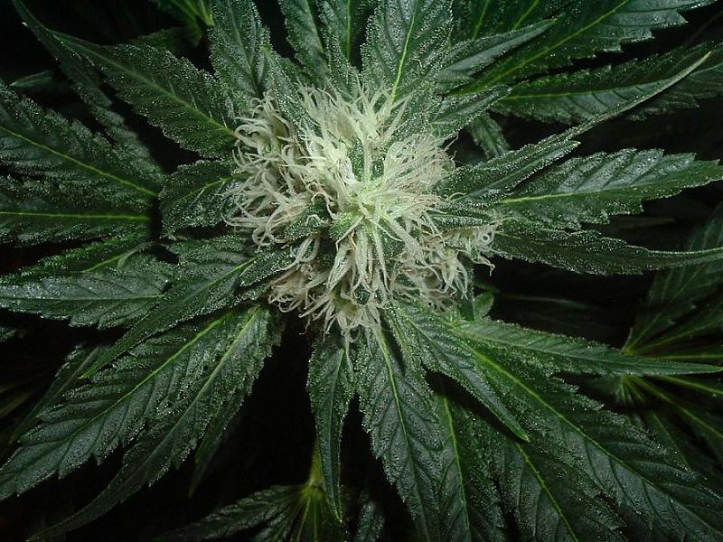 MarihuanaTOP10's tweet photo. Ice Cool, Sweet Seeds http://t.co/OURxENwI50