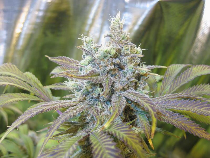 MarihuanaTOP10's tweet photo. Super Silver Haze - Greenhouse Seeds http://t.co/RWe04V7VfA