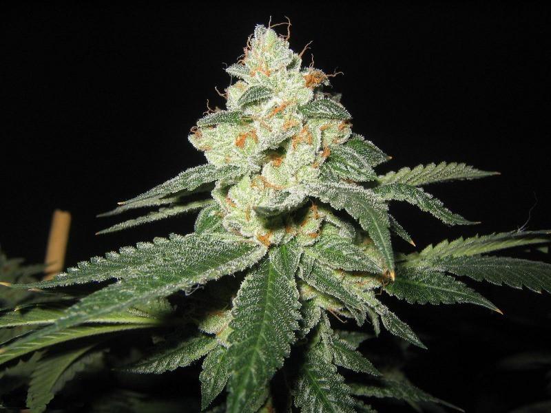 MarihuanaTOP10's tweet photo. OG Kush - Dinafem http://t.co/PLW7HQkIQW