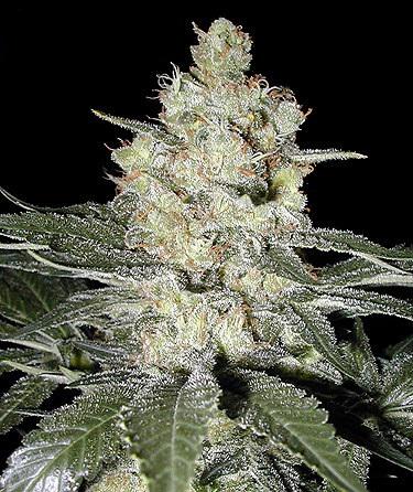 MarihuanaTOP10's tweet photo. Skunk # 1 · Sensi Seeds http://t.co/wnJBeZeDYb