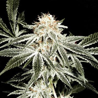 MarihuanaTOP10's tweet photo. White whidow - Royal Queen Seeds http://t.co/HeIxMCVOmN