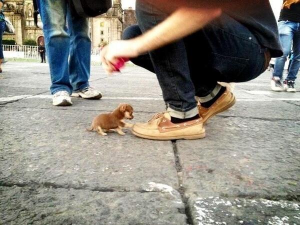 Hashtag 萌えたらrt世界一小さい犬だって Di Twitter