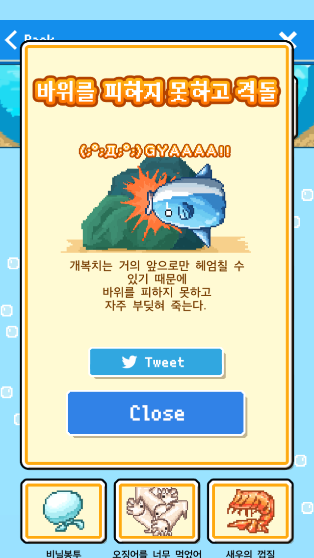 0030k's tweet photo. ◆사인 개복치는 거의 앞으로만 헤엄칠 수 있기 때문에
바위를 피하지 못하고
자주 부딪혀 죽는다. 무료육성 게임【살아남아라！개복치】 #개복치 http://t.co/h8M0aPiEPn http://t.co/BjrlFrDWXQ